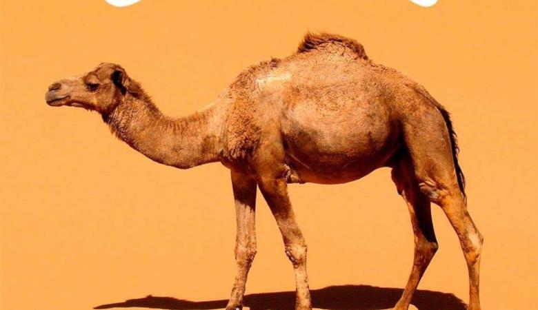 Camel CD Box Set News